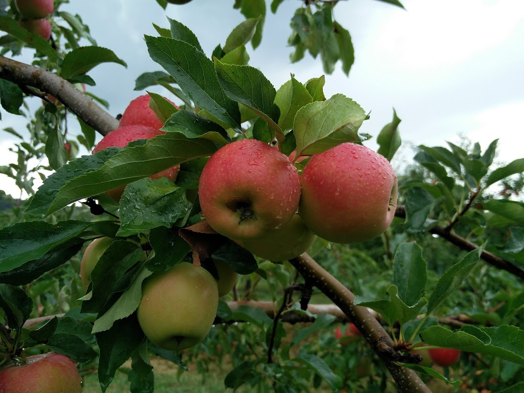 Windwood Farms | 4198 King St, Beamsville, ON L0R 1B1, Canada | Phone: (905) 401-0515