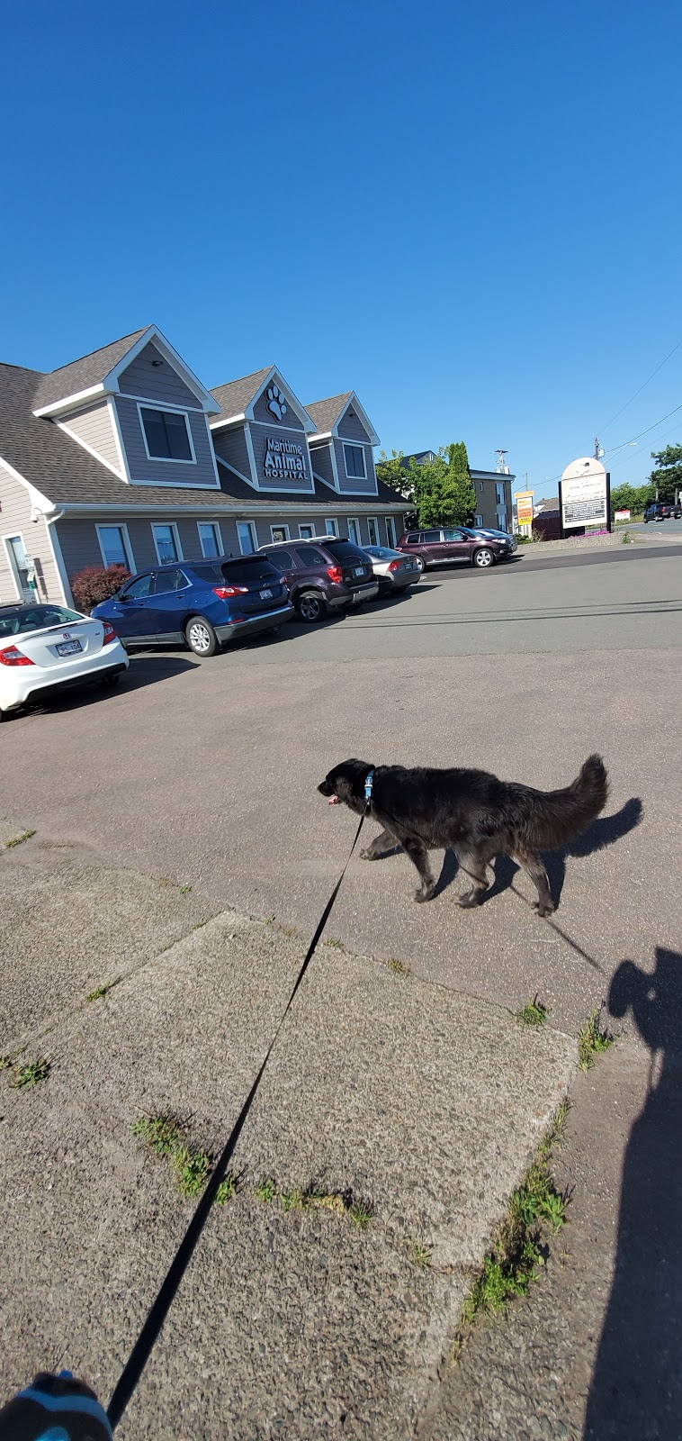 Maritime Animal Hospital (Moncton) | 1755 Main St, Moncton, NB E1E 1H2, Canada | Phone: (506) 389-2121