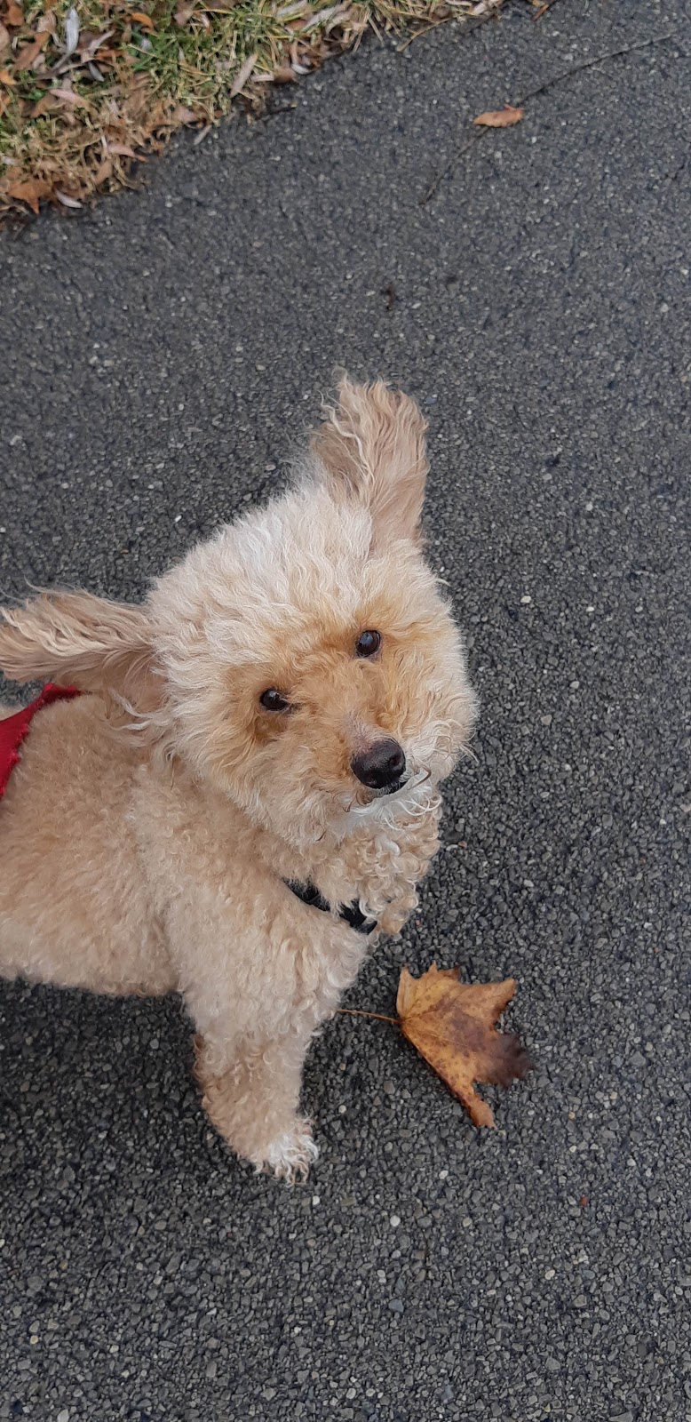 Dogs By Daisy | 600 Upper Wellington St, Hamilton, ON L9A 3P9, Canada | Phone: (905) 318-6446