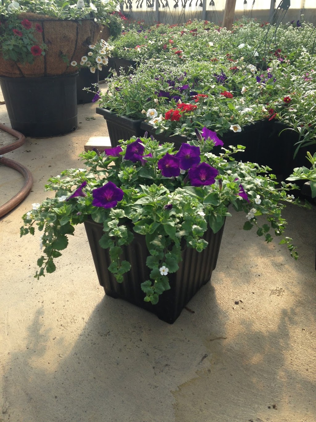 Bloomfield Garden Centre | 243015 Boundary Road, Calgary, AB T2P 2G7, Canada | Phone: (403) 466-7978