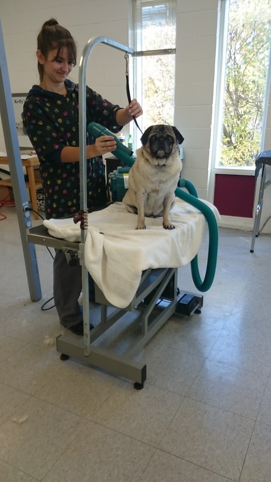 Telling Tails | 3482 Errington Ave, Chelmsford, ON P0M 1L0, Canada | Phone: (705) 588-7387