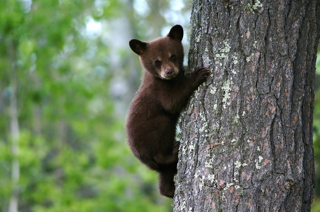 Wilderness Survival Training | 636 Confederation St, Sarnia, ON N7T 2C7, Canada | Phone: (226) 932-1437