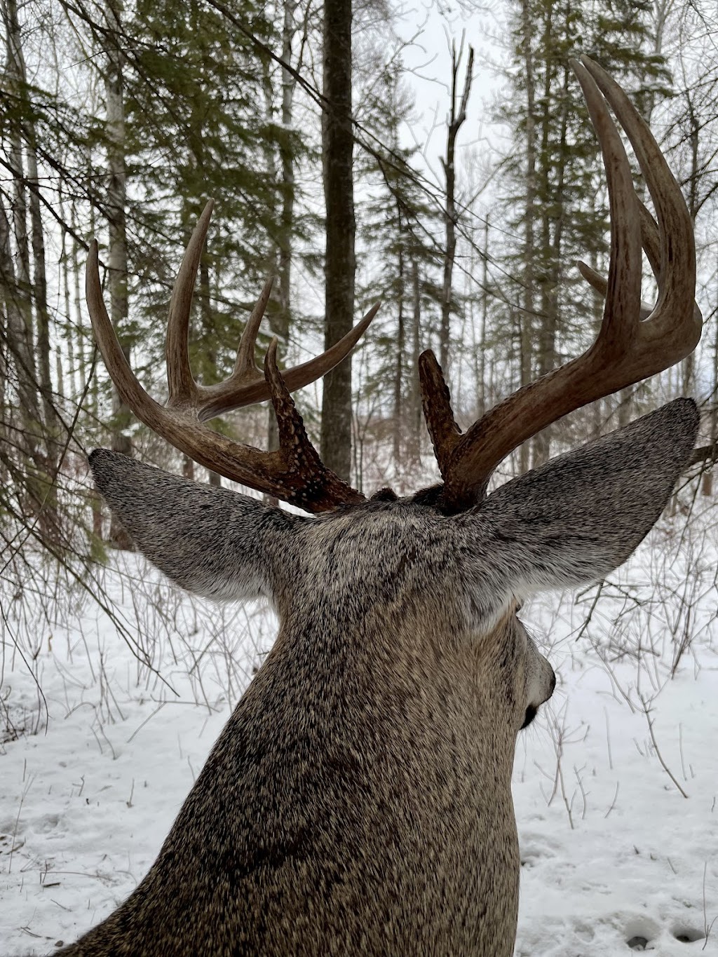 Pine View Taxidermy | Rd 32N #43044, La Broquerie, MB R0A 0W0, Canada | Phone: (204) 392-2485