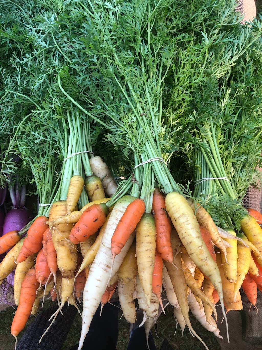 Root Renaissance Farm | 1700 Grafton Ave, Errington, BC V0R 1V0, Canada | Phone: (604) 825-8500