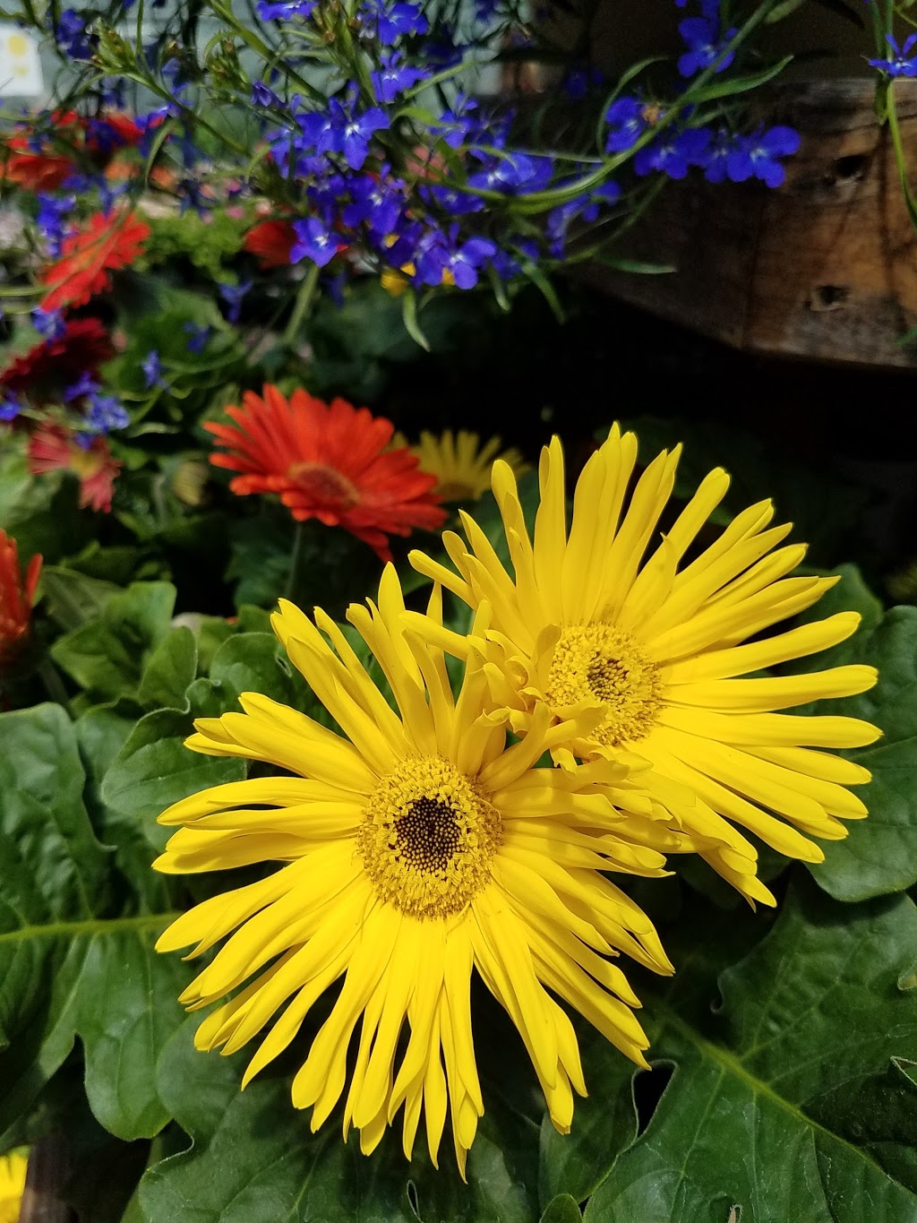 Mastersons Garden Center, Inc. | 725 Olean Rd #9781, East Aurora, NY 14052, USA | Phone: (716) 655-0133