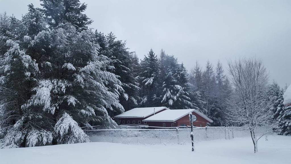 Four Paws Ready Inn - Boarding & Athletics | 291 Concession Road 4 & 5 W, Huntsville, ON P1H 2J3, Canada | Phone: (705) 789-8302
