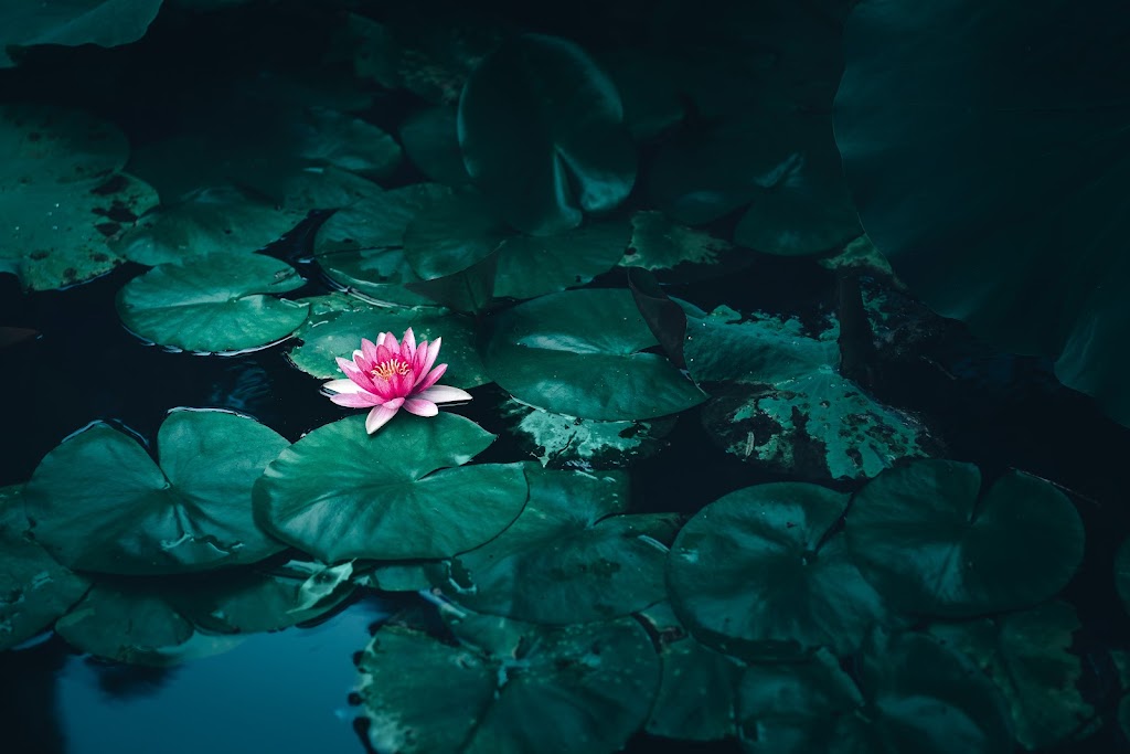 Lotus Law | 500 Hood Rd Suite 400, Markham, ON L3R 9Z3, Canada | Phone: (437) 317-3868