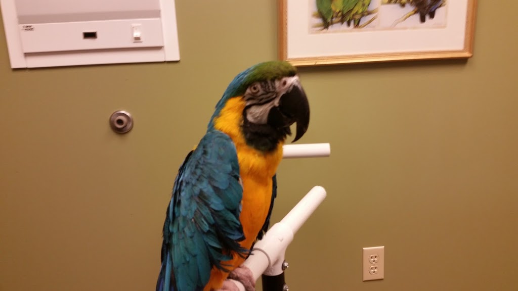 Specialized Care-Avian & Exotic Pets | 10882 Main St, Clarence, NY 14031, USA | Phone: (716) 759-0144