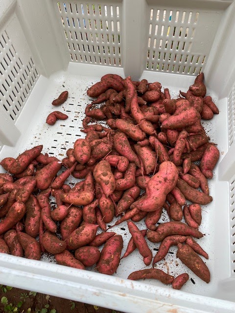 Westech Agriculture Ltd | 600 Church St, Alberton, PE C0B 1B0, Canada | Phone: (902) 853-4184