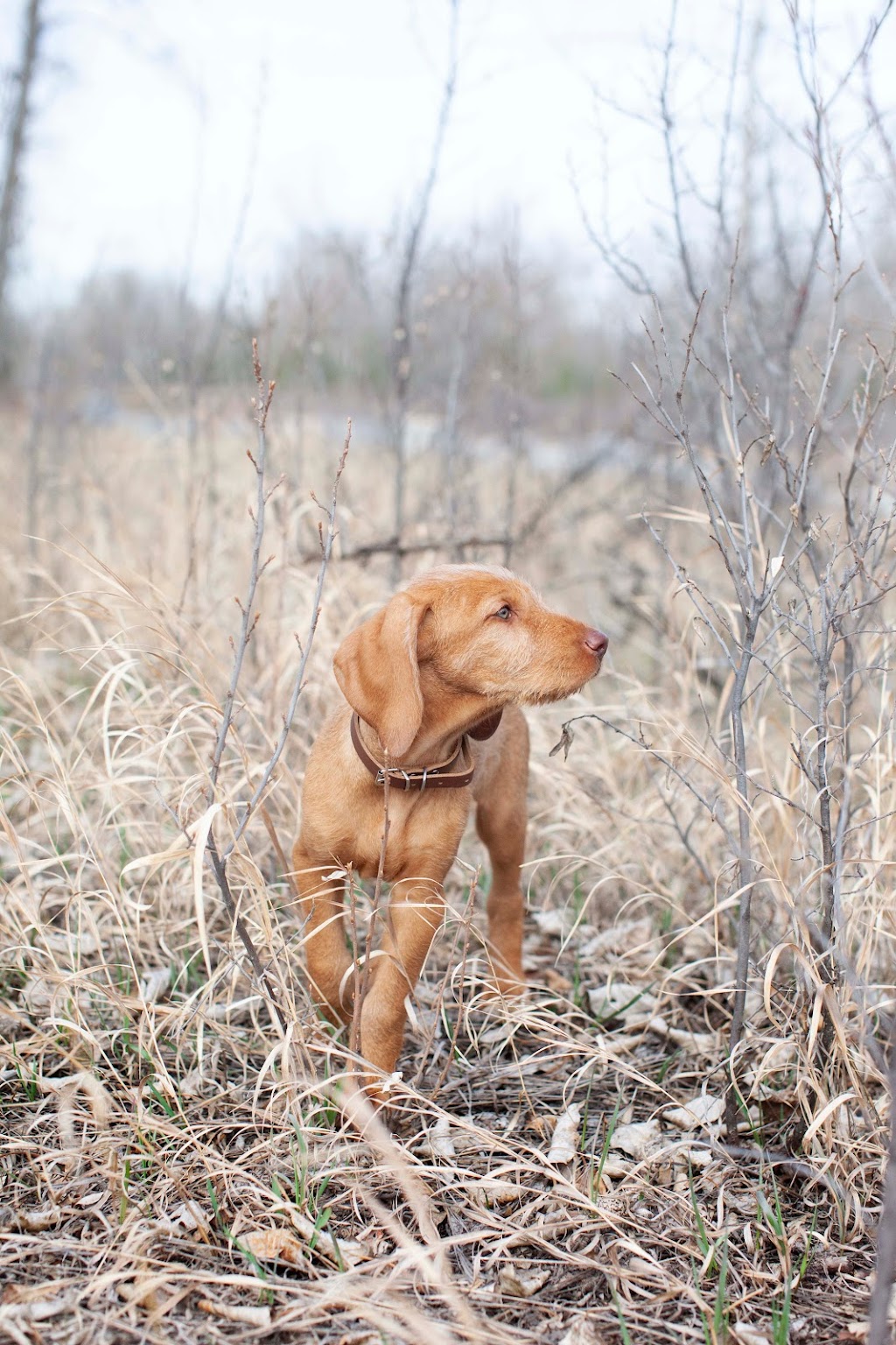 North Country Sporting Dogs | 144260 388th Avenue West, Foothills, AB T1S 3E2, Canada | Phone: (403) 988-3414