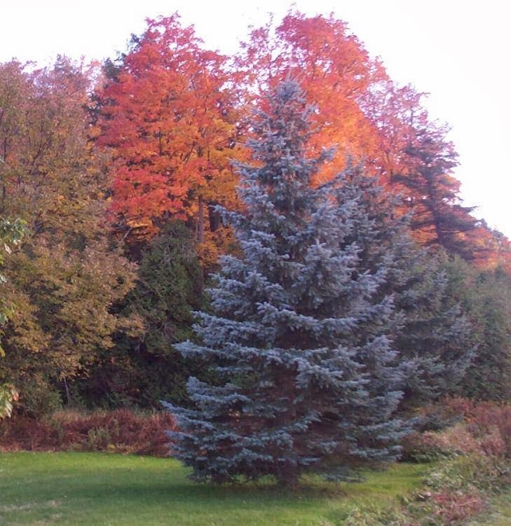 The Stream Bed & Breakfast | 307162 Hockley Rd, Mono, ON L9W 6N6, Canada | Phone: (519) 941-3392