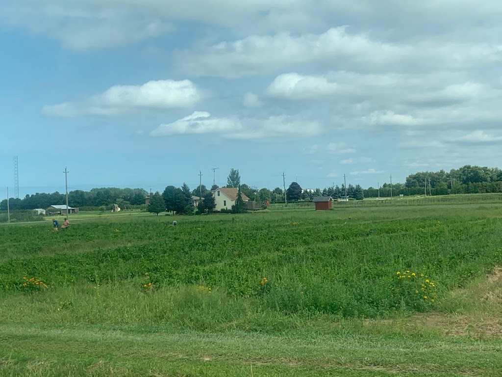 Alpine Nurseries Niagara Ltd | 845 Four Mile Creek Rd, Niagara-on-the-Lake, ON L0S 1J0, Canada | Phone: (905) 262-4971