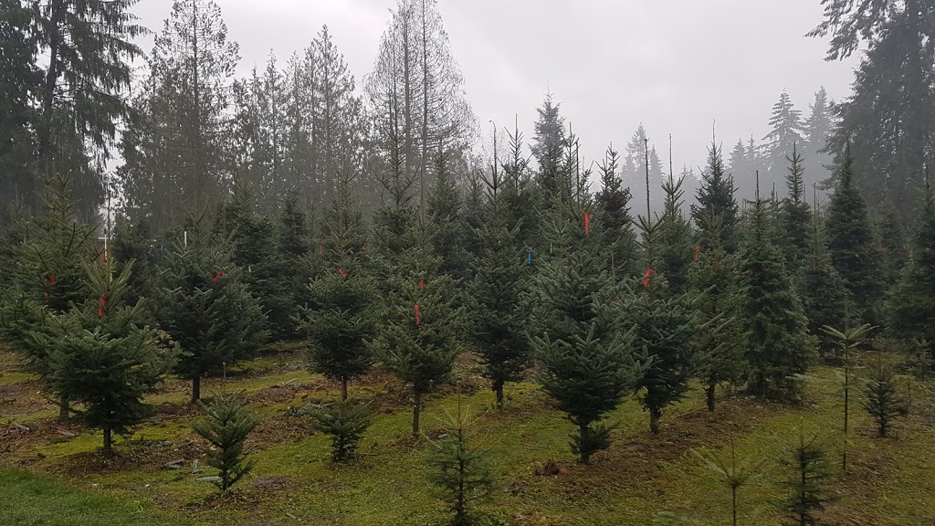 Murphys Christmas Tree Farm | 25377 124 Ave, Maple Ridge, BC V4R 1T8, Canada | Phone: (604) 479-0187