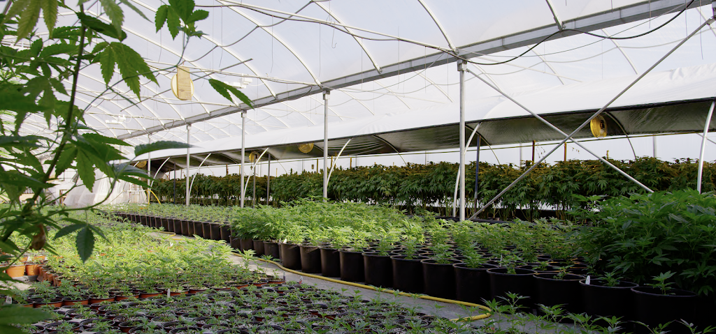 420 Consulting | 21 Dallas Rd #21, Victoria, BC V8V 4Z9, Canada | Phone: (250) 883-0417