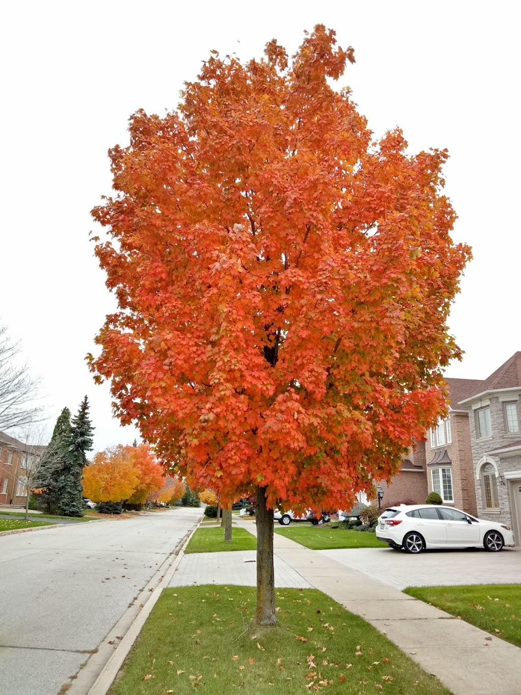 Springbrook Park | Richmond Hill, ON L4B 3P9, Canada | Phone: (905) 771-8800