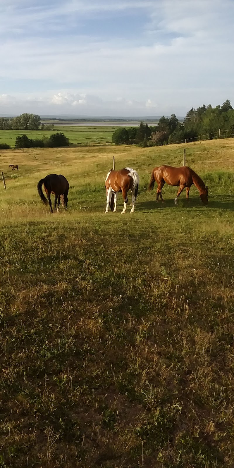 Glencrest Farm | 2505 NS-236, Old Barns, NS B6L 1K1, Canada | Phone: (902) 890-2923