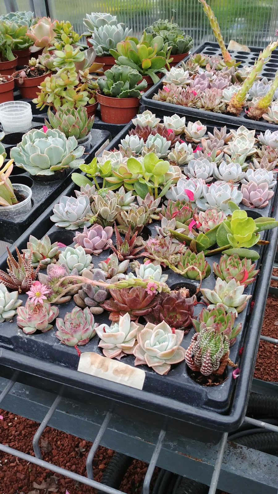 Verbeeks Farm & Garden Ctr | 22 Isaac St, Clinton, ON N0M 1L0, Canada | Phone: (519) 482-9333