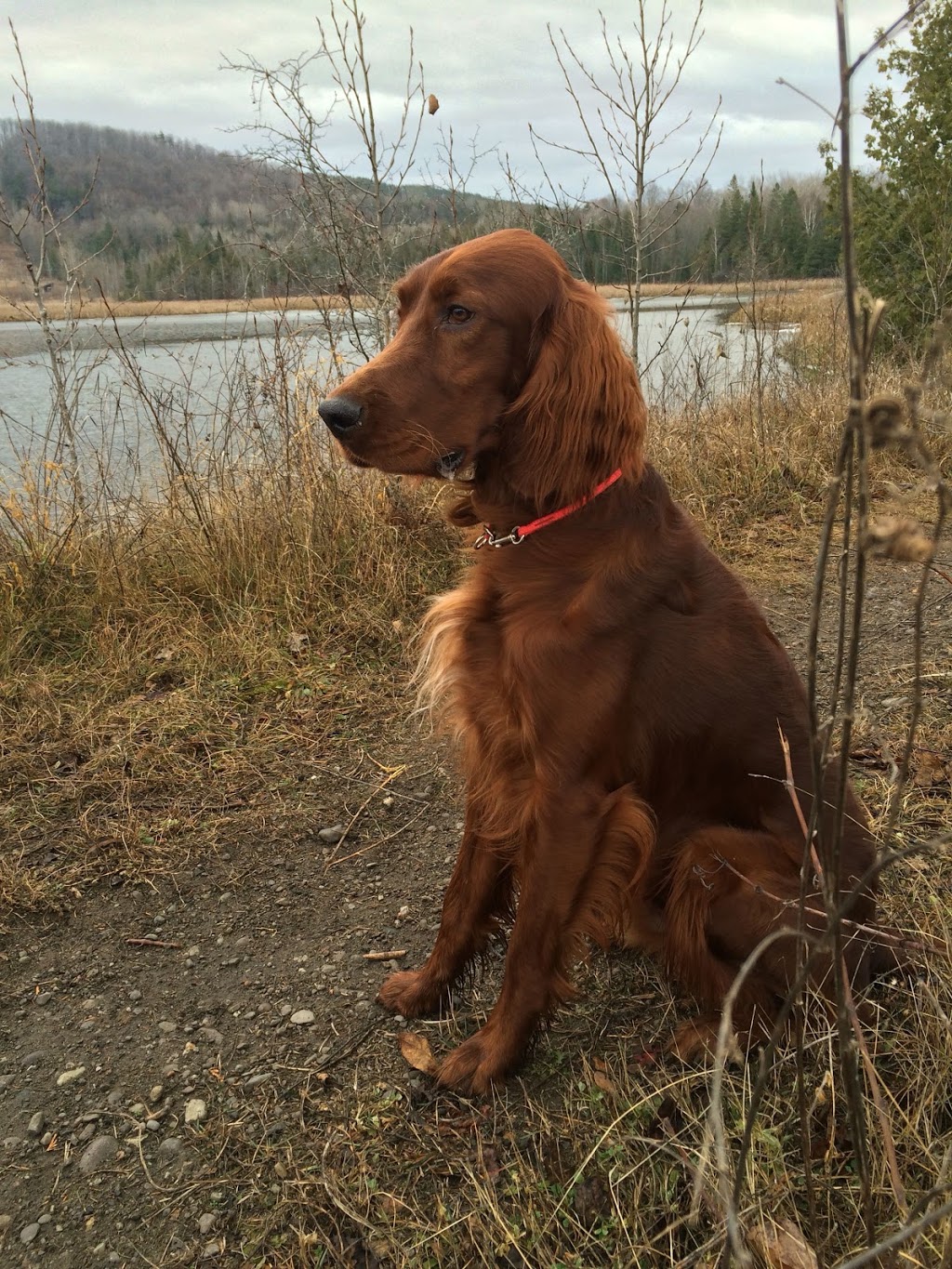 The Ontario Dog Trainer | 814 Lifford Rd, Bethany, ON L0A 1A0, Canada | Phone: (705) 277-1503