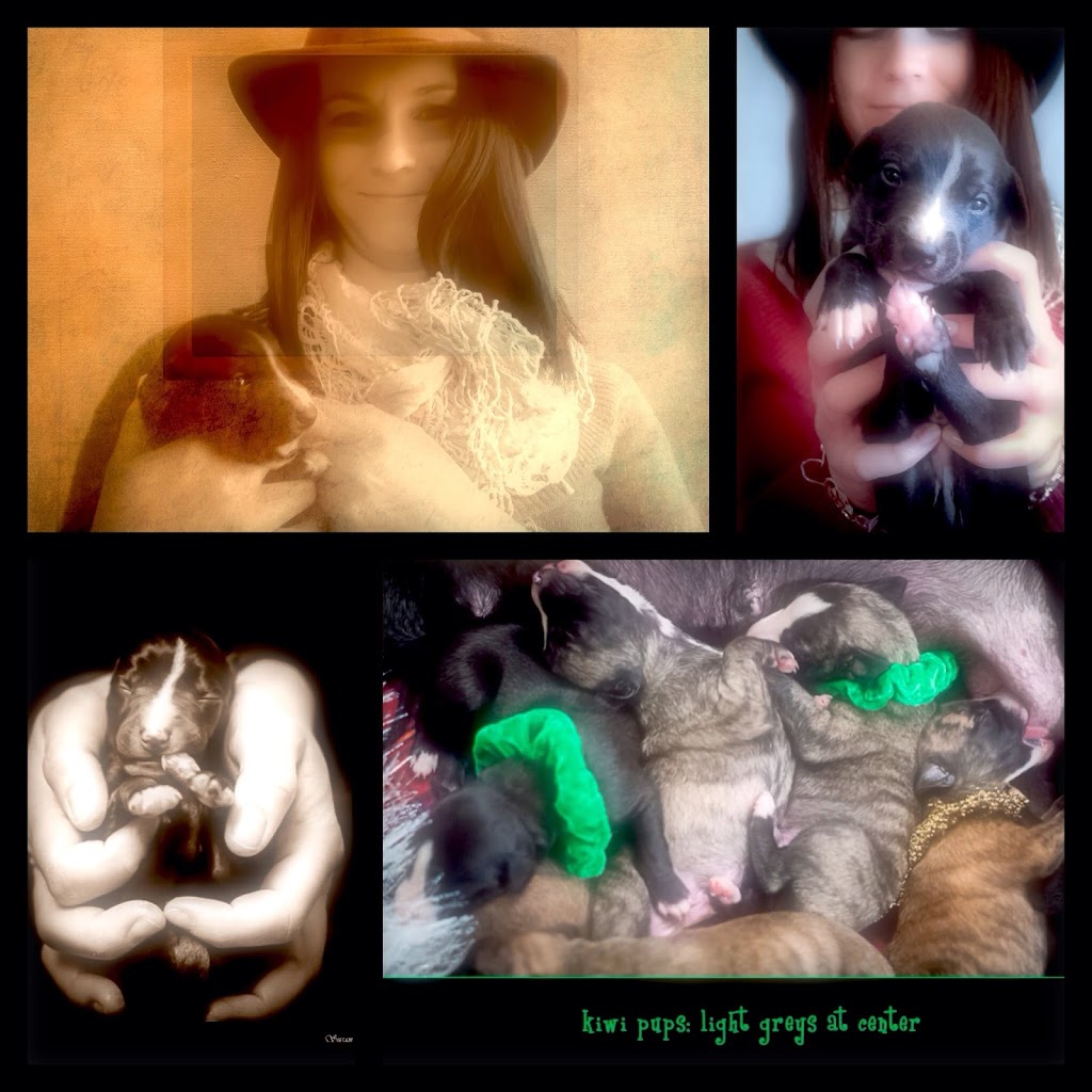 Panorama Veterinary Service | 10051 BC-97 #21, Lake Country, BC V4V 1P6, Canada | Phone: (250) 766-4310