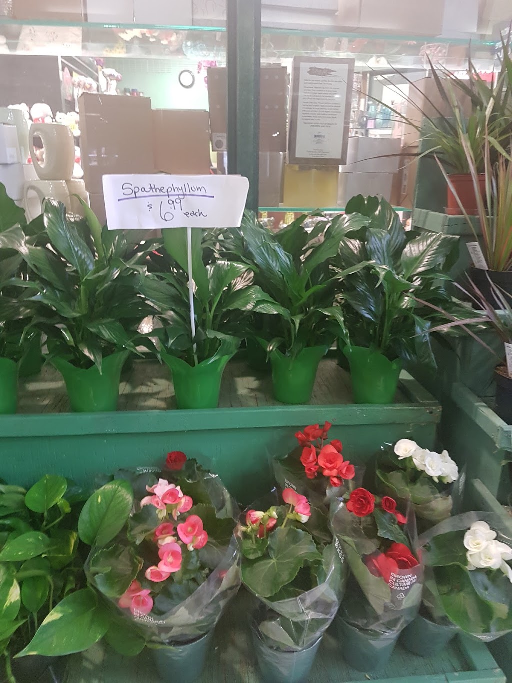 Francescas Flowers & Gifts | 6677 Meadowvale Town Centre Cir #171, Mississauga, ON L5N 2R5, Canada | Phone: (905) 813-4434
