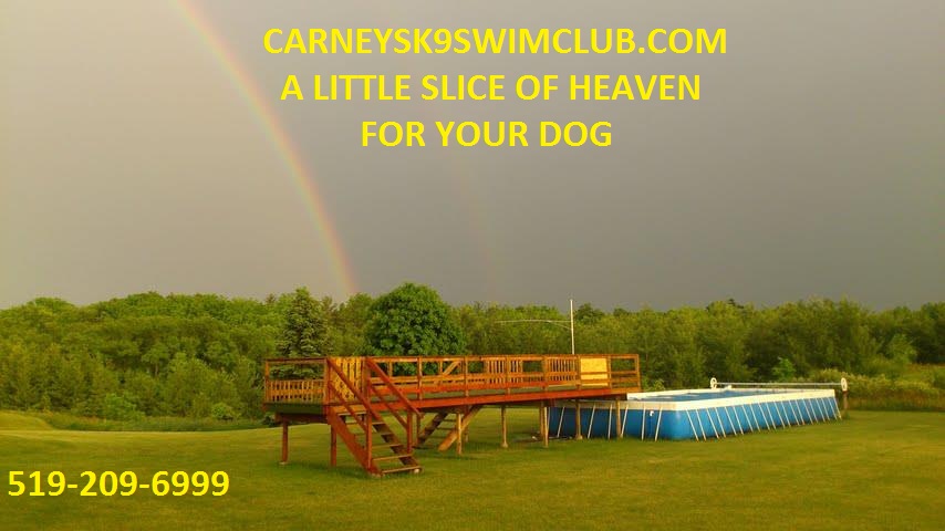 Carneys K9 Swim Club | 89 Langford Church Rd, Brant, ON N3T 0H3, Canada | Phone: (519) 209-6999