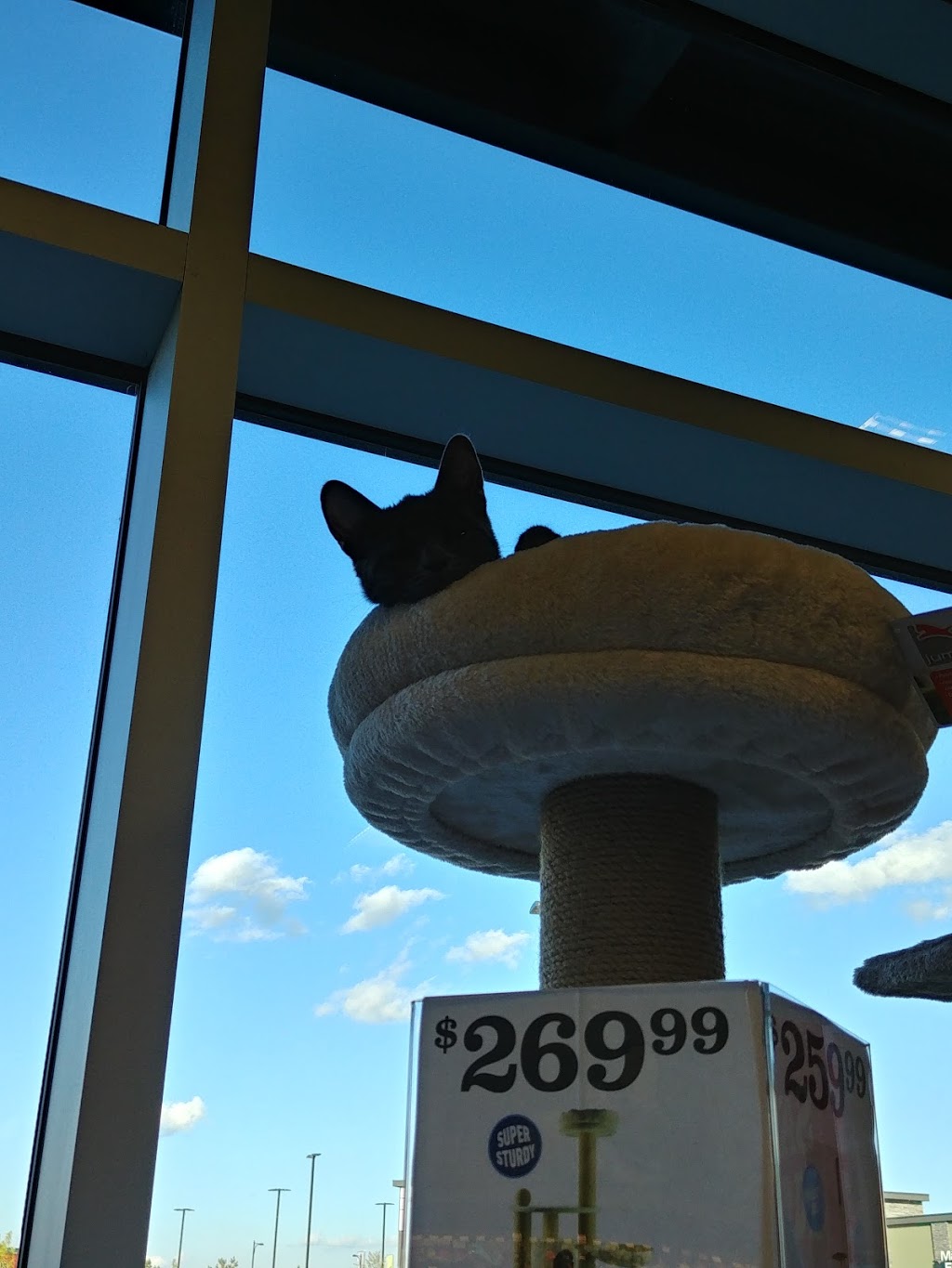 Pet Valu | 14155 28 Ave SW, Edmonton, AB T6W 0C3, Canada | Phone: (825) 512-3901