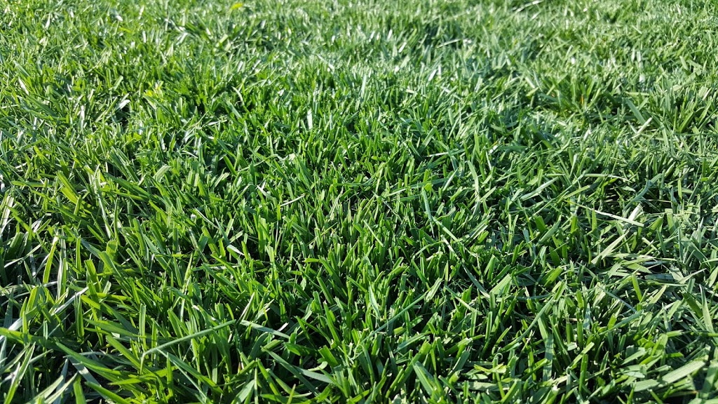 Bolton Sod Co. Ltd. | 9043 County Rd 1 RR1, Palgrave, ON L0N 1P0, Canada | Phone: (905) 729-4035