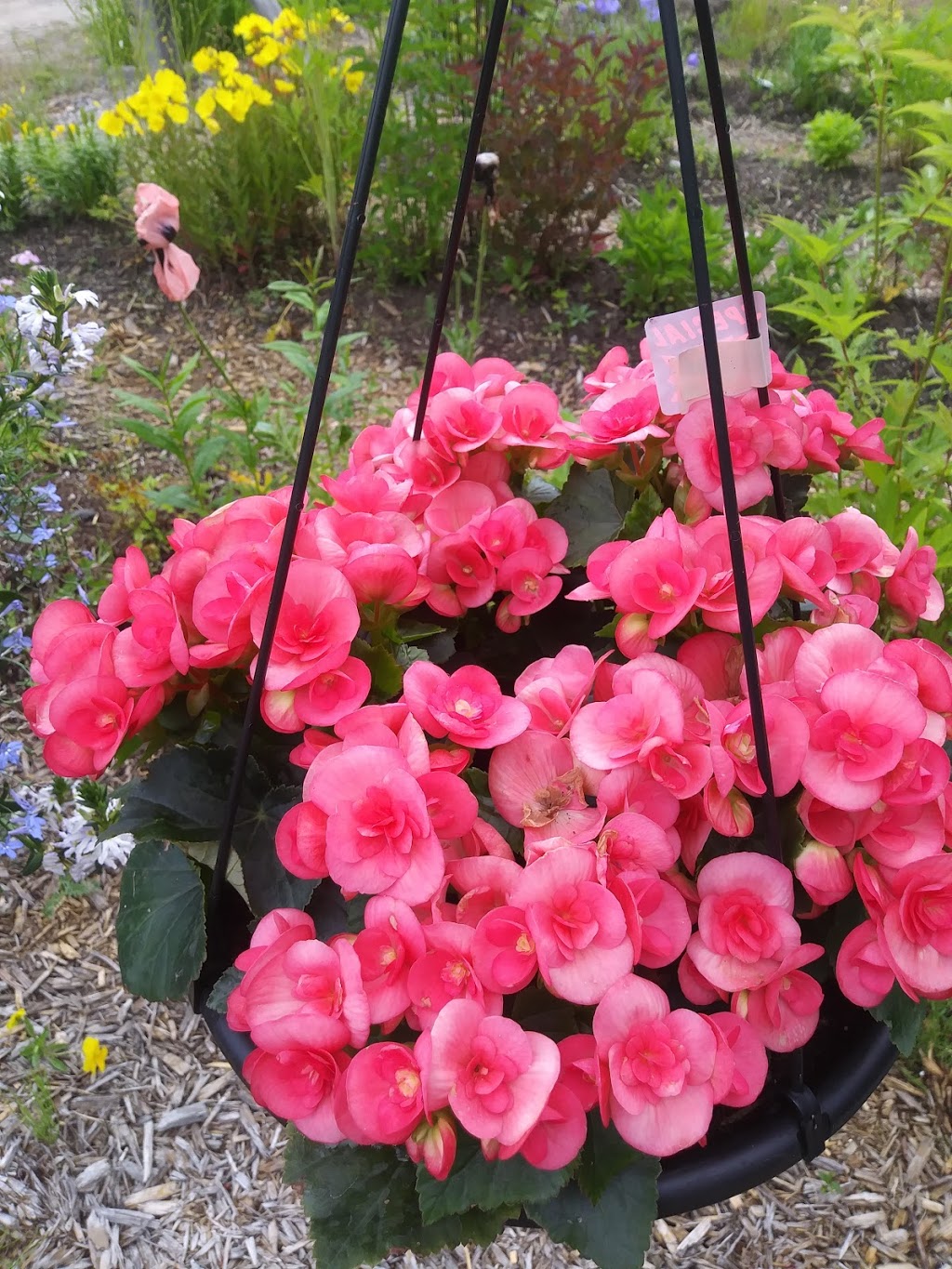 La Halte Aux Fleurs | 1326 QC-323, Amherst, QC J0T 2L0, Canada | Phone: (819) 341-1326