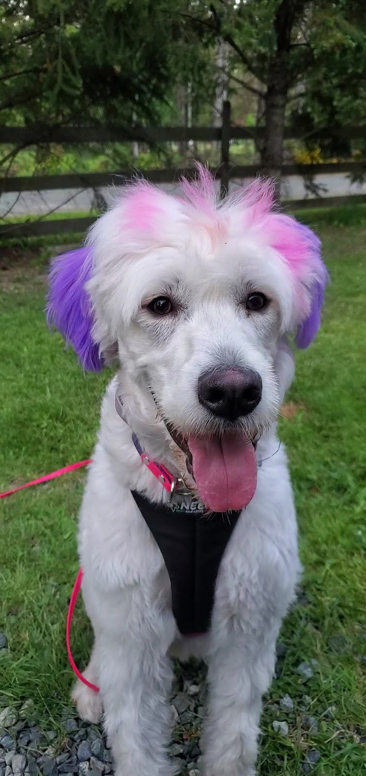 Balanced behavior canine | 1575 Graham Place, Ladysmith BC, V9G IKI, Ladysmith, BC V9G 1K1, Canada | Phone: (250) 618-7711