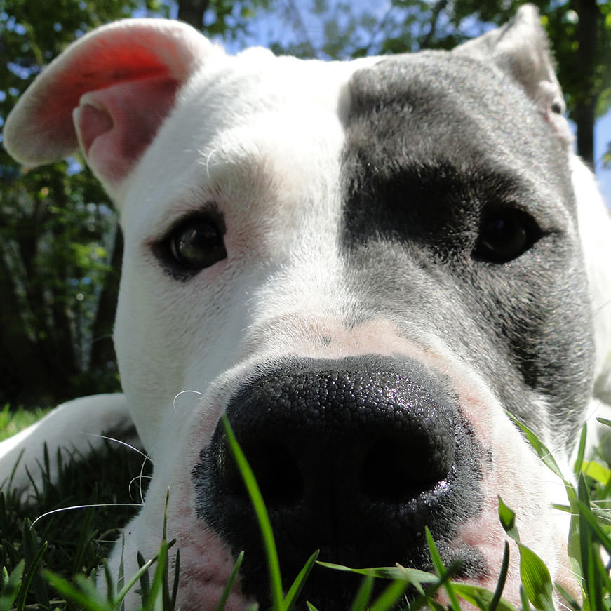Dog Training - Dressage de Chien | Bravo Fido Montreal | 110 46e Avenue, Lachine, QC H8T 2N3, Canada | Phone: (514) 312-3435