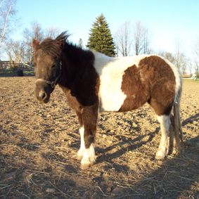 Charlies Pride Ponies | 148 Ramsey Rd, Little Britain, ON K0M 2C0, Canada | Phone: (705) 357-3894