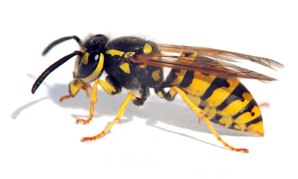 Top Line Pest Control: Bed Bugs, Cockroaches, Mice, Rats, Moles, | 5111 215 St, Langley City, BC V3A 5B9, Canada | Phone: (604) 551-6504