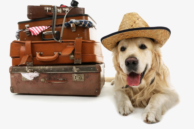 pearson airline limousine | 47 Cirrus Crescent, Caledon, ON L7C 4B7, Canada | Phone: (647) 362-0337