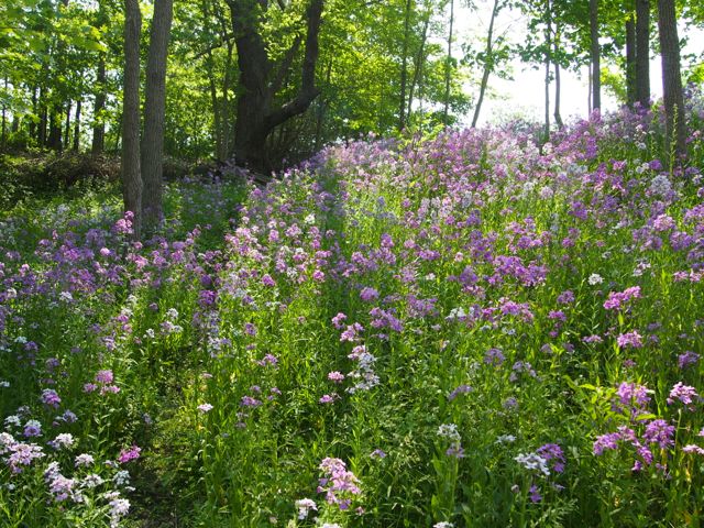 Battle Hill National Historic Site | 2945 Longwoods Rd, Glencoe, ON N0L 1M0, Canada | Phone: (678) 347-5037