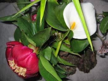 Bruja Botanicals | 2582 Island View Ln, Lummi Island, WA 98262, USA | Phone: (360) 458-4277