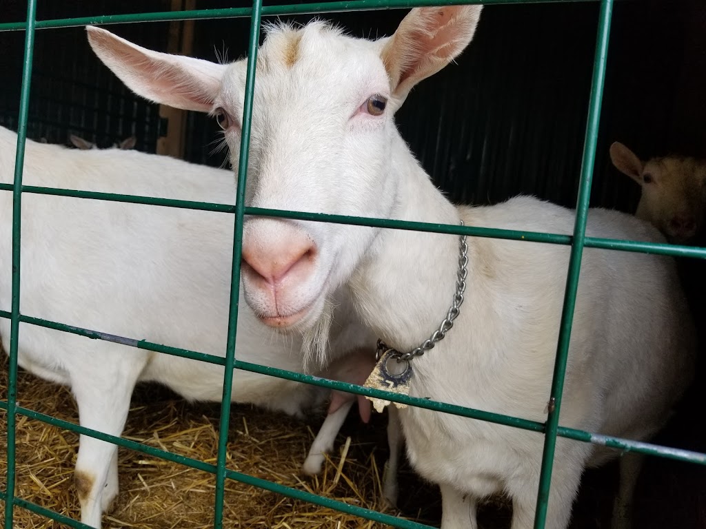 Brussels Livestock | R.R. # 3, Brussels, ON N0G 1H0, Canada | Phone: (519) 887-6461