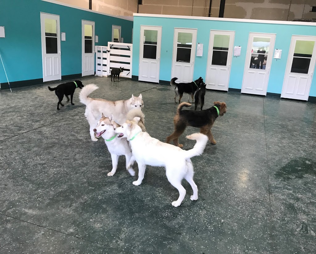 Paws Pet Pad | 4105 65A Avenue, Leduc, AB T9E 0Z4, Canada | Phone: (780) 900-8639