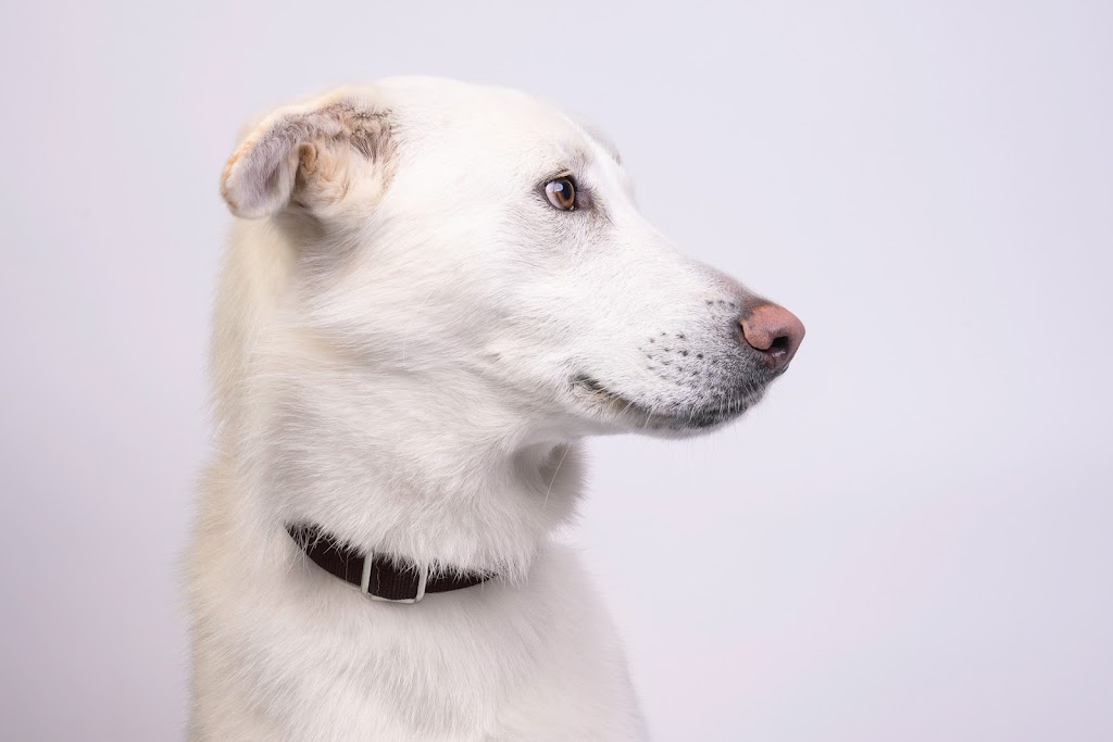 Pet Furtography | 50 Main St E, Beeton, ON L0G 1A0, Canada | Phone: (905) 801-5130