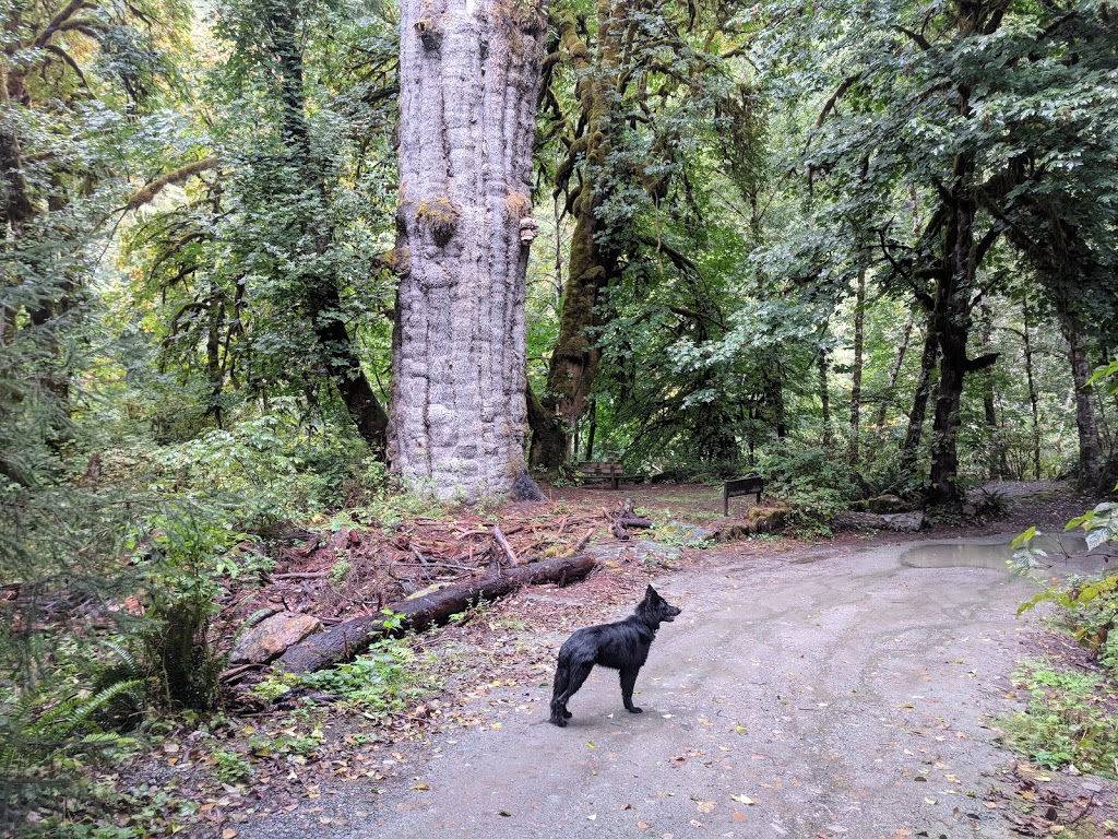 San Juan River Campsite | Juan de Fuca, BC V0S, Canada | Phone: (250) 701-1976