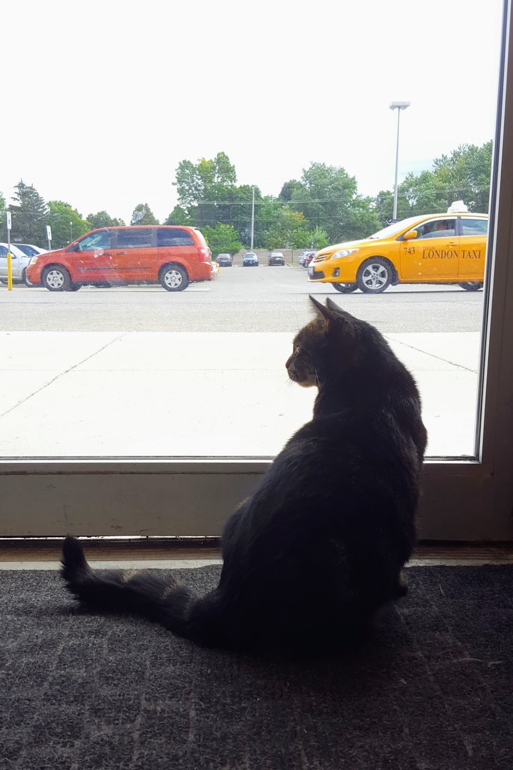 Pet Valu | 1225 Wonderland Rd N, London, ON N6G 2V9, Canada | Phone: (519) 657-5476