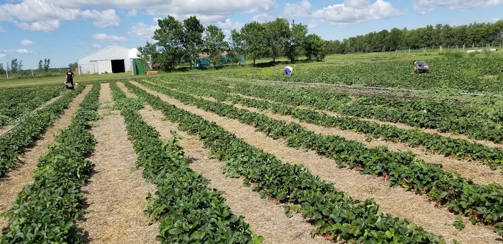 Blue sky farm | Sanford, MB R0G 2J0, Canada | Phone: (204) 736-2941