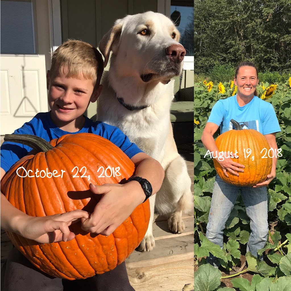 Somerset Pumpkin Farms | 1423 Township Rd 514, Parkland County, AB T7Y 2P5, Canada | Phone: (780) 983-5664