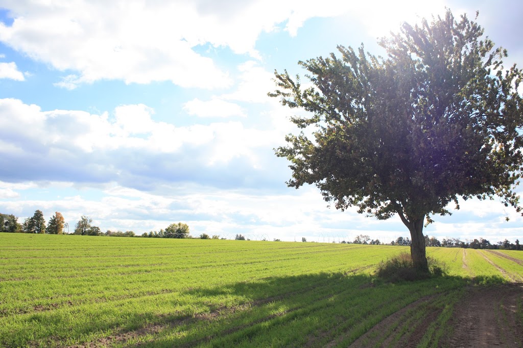 Van Elswyk Farms Limited | 1013 Garden Ln, Millgrove, ON L0R 1V0, Canada | Phone: (905) 689-2102