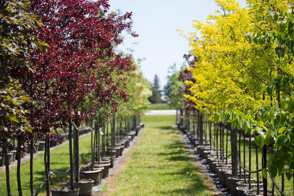Floods Nursery Farm | 3641 County Road, 31 Albuna Townline, Ruthven, ON N0P 2G0, Canada | Phone: (519) 326-8790