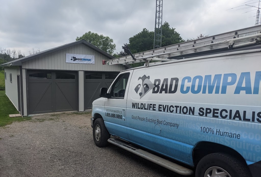 Bad Company Wildlife Eviction - Burlington | 1225 Centre Rd, Hamilton, ON L8N 2Z7, Canada | Phone: (855) 937-0418
