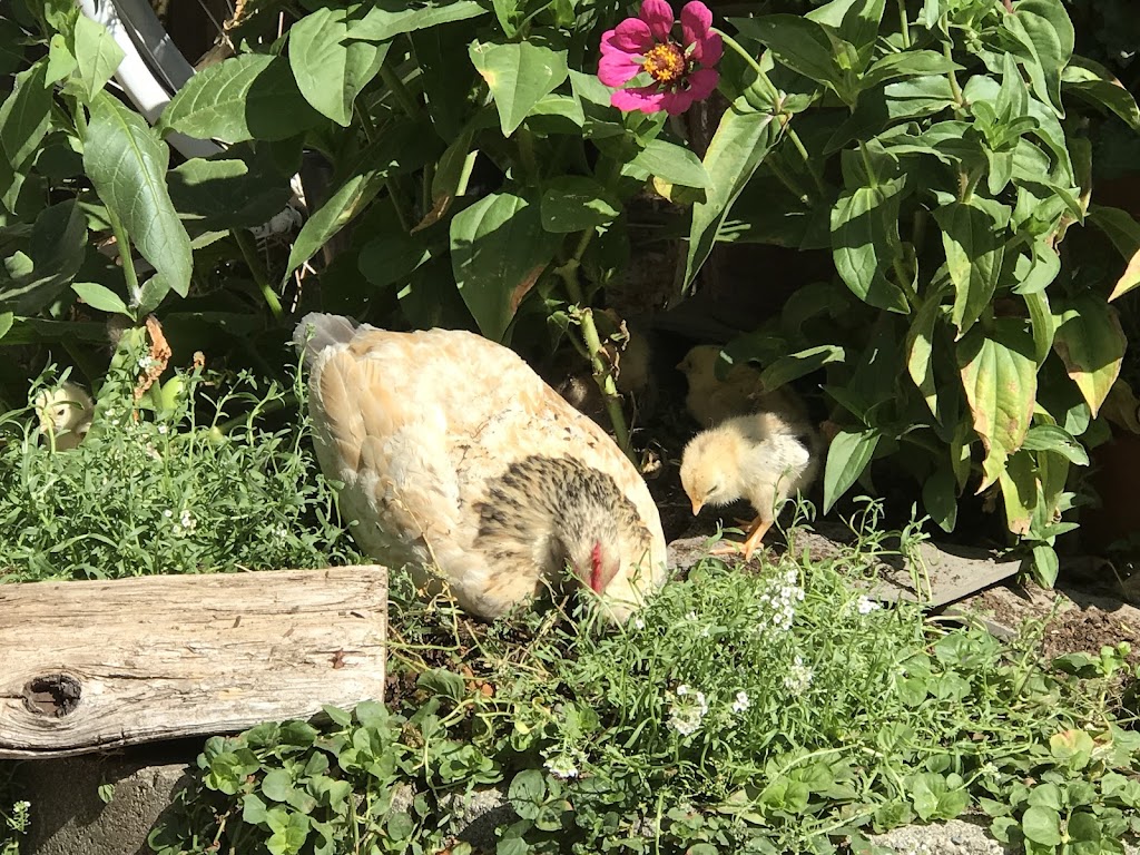 Whiskey Creek Farm | 1229 Walz Rd, Qualicum Beach, BC V9K 2S8, Canada | Phone: (250) 752-3082