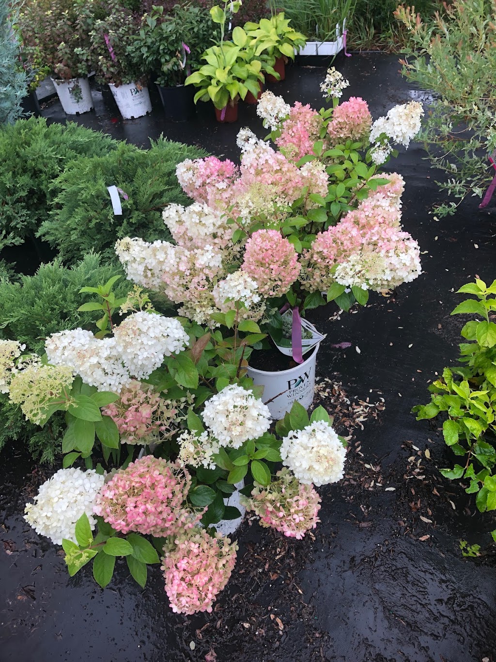 Classic Landscapes Tree Farm | 23016, AB-14, Sherwood Park, AB T8B 1E4, Canada | Phone: (780) 410-9911