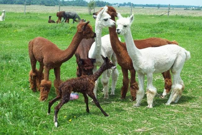 S.A.M.Y.s Alpaca Farm & Fibre Studio | 2432 Cuddy Dr, Kerwood, ON N0M 2B0, Canada | Phone: (226) 678-2649