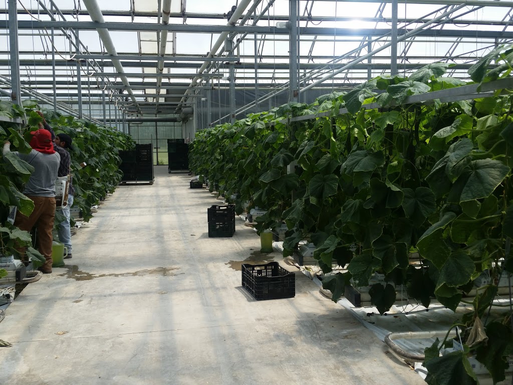 Singh Greenhouses | 629 Safari Rd, Millgrove, ON L0R 1V0, Canada | Phone: (800) 977-5153