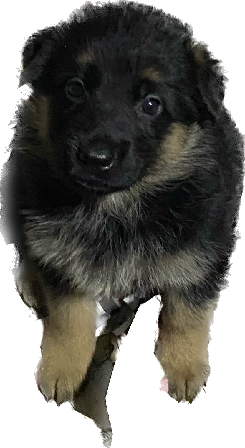 Summerlines German Shepherds | 8 Alden St, Hannon, ON L0R 1P0, Canada | Phone: (905) 805-4242